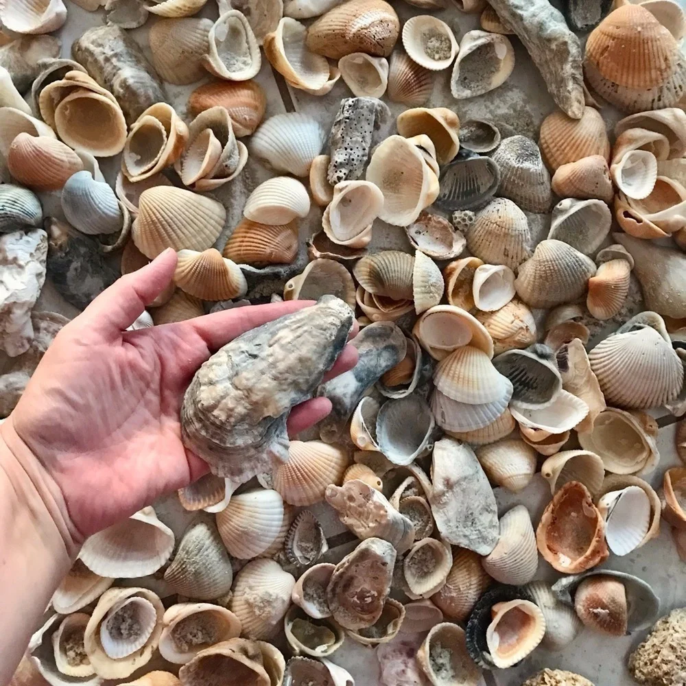 Custom shell bundle — PLEASE READ - Picture 9 of 16